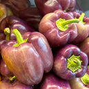 NEW! Local Purple Bell Pepper