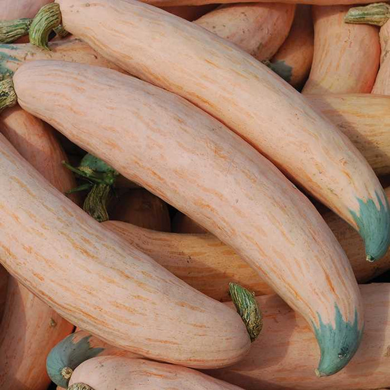 NEW! Local Candy Roaster Squash