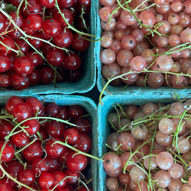 Currants - Fresh and Local!