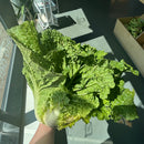NEW! Local Cabbage - Napa