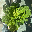 NEW! Local Cabbage - Napa