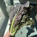 NEW! Local Cabbage - Napa