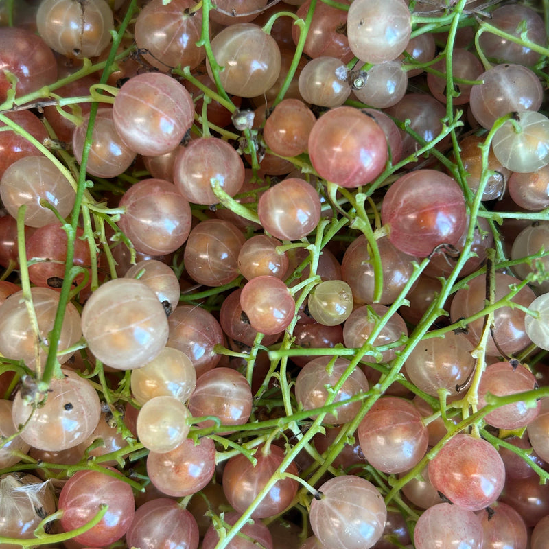 Currants - Fresh and Local!