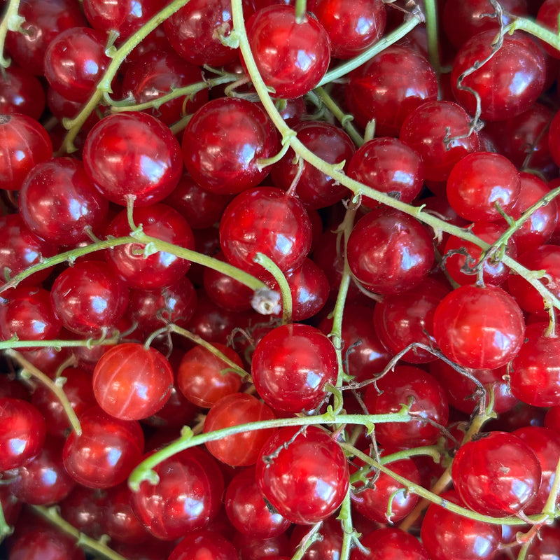 Currants - Fresh and Local!