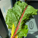 NEW! Local Swiss Chard