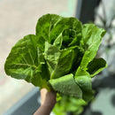 Romaine Lettuce