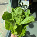 Romaine Lettuce