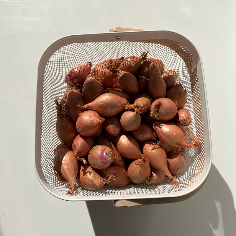 NEW! Shallots
