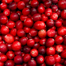They're back! Fresh Cranberries