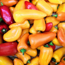 NEW! Local Mini Peppers