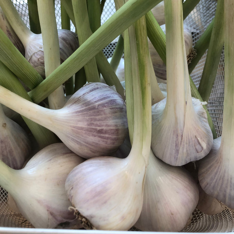 NEW! Local Garlic