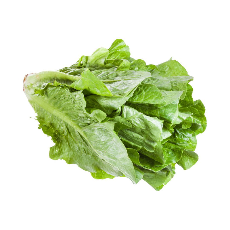 NEW! Romaine Lettuce