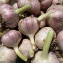 NEW! Local Garlic