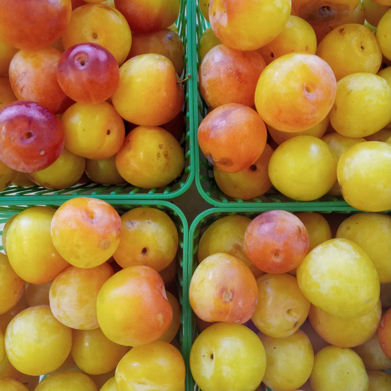THEY'RE BACK! Ontario Plums