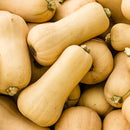 Butternut Squash
