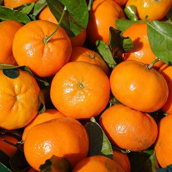 It's the season! Clementines
