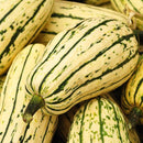 NEW! Local Delicata Squash