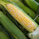 NEW! Local Sweet Corn
