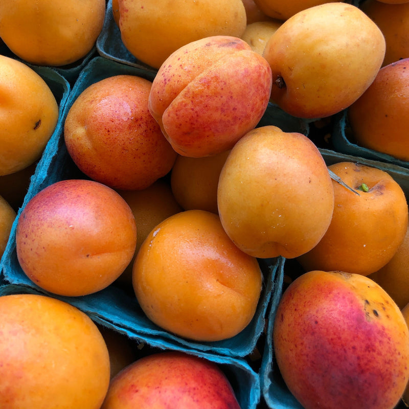 Apricots - Fresh and Local!