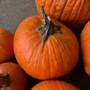 NEW! Local Pumpkin