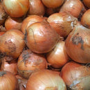 Spanish Onion